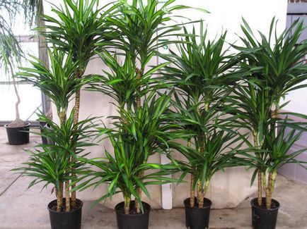 Dracaena ellátás az otthoni, kerti