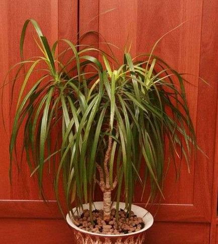 Dracaena îngrijire acasă, grădină