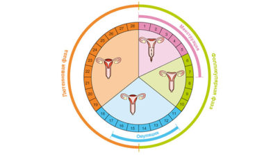 Două ovulații într-un singur ciclu pot fi, simptomele