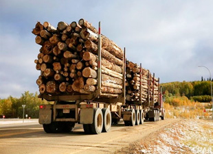 Експорт лісу та деревини з росії