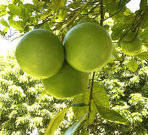 Pomelo fructe exotice