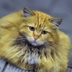 Ентероколіт з бродильної диспепсією у кішок (трави) - все про котів і кішок з любов'ю