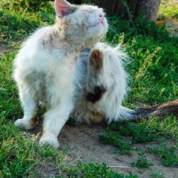 Ентероколіт з бродильної диспепсією у кішок (трави) - все про котів і кішок з любов'ю
