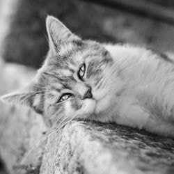 Enterocolită cu dispepsie de fermentație la pisici (ierburi) - totul despre pisici și pisici cu dragoste