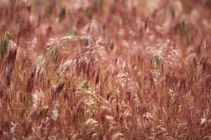 Завод Енциклопедия огън (Bromus)