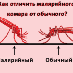 Epidemia provoacă tifos, simptome, tratament