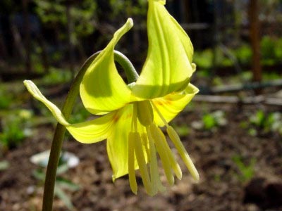 Eritronium vagy Erythronium termesztési és ápolási