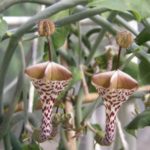 Cultivarea și îngrijirea eritroniului sau Kandyk