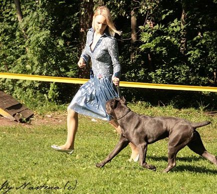 Estetica handler-ului despre expozitii - Karelian kennel forum koira