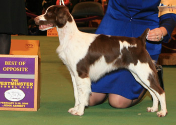 Estetica handler-ului despre expozitii - Karelian kennel forum koira