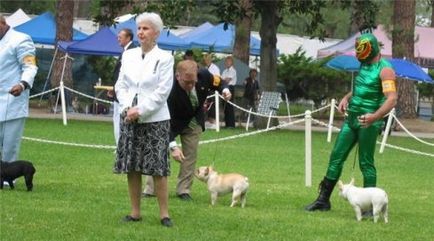 Estetica handler-ului despre expozitii - Karelian kennel forum koira