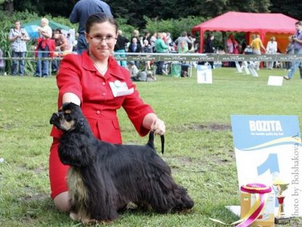 Estetica handler-ului despre expozitii - Karelian kennel forum koira