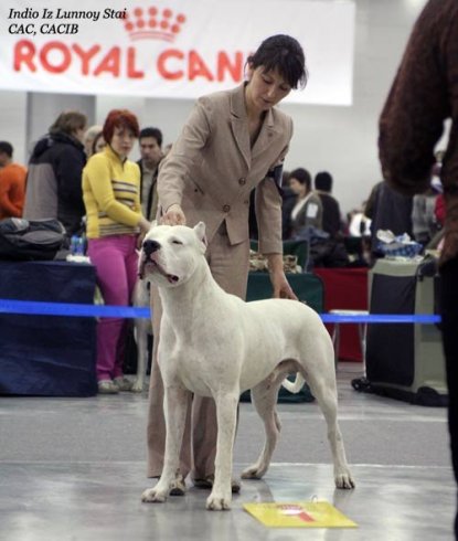 Estetica handler-ului despre expozitii - Karelian kennel forum koira