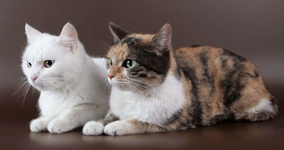 Європейська короткошерста (кельтська) кішка фото, купити, ціна, відео