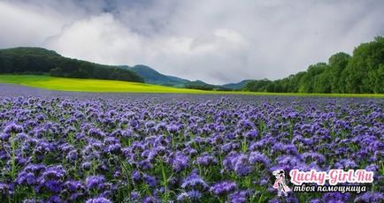 Phacelia atunci când plantate, cum ar fi recenzii siderat și sfaturi de la grădinari