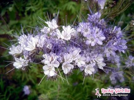 Phacelia atunci când plantate, cum ar fi recenzii siderat și sfaturi de la grădinari