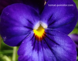 Viola tricolor - árvácskák, növekvő paradicsom a nyaraló
