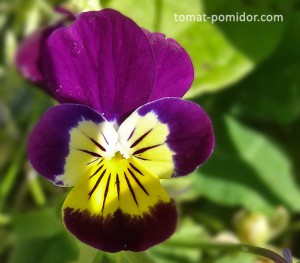 Viola tricolor - árvácskák, növekvő paradicsom a nyaraló