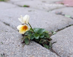 Violet tri-color - pansy, tomate în creștere în zona cabana