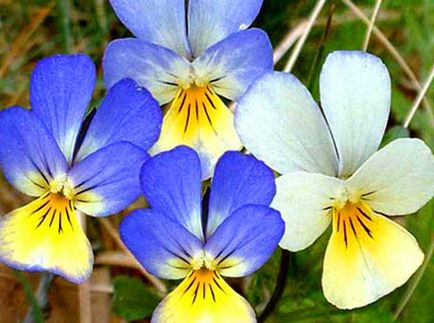 Violet tri-color - îngrijire, transplant, proprietăți terapeutice, fotografie, video