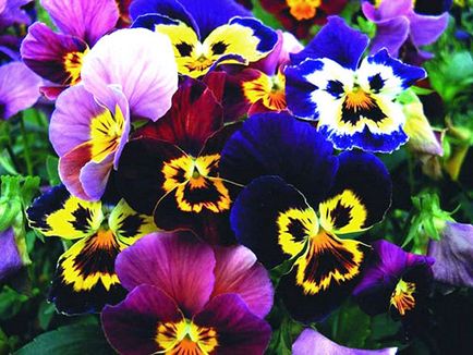 Viola tricolor - ellátás, transzplantáció, gyógyászati ​​tulajdonságokkal, fotó, videó