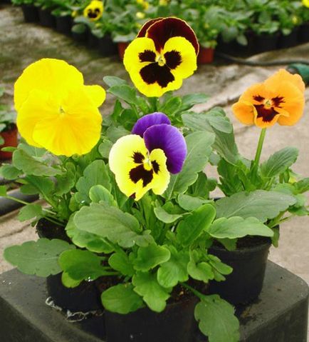 Viola tricolor - ellátás, transzplantáció, gyógyászati ​​tulajdonságokkal, fotó, videó