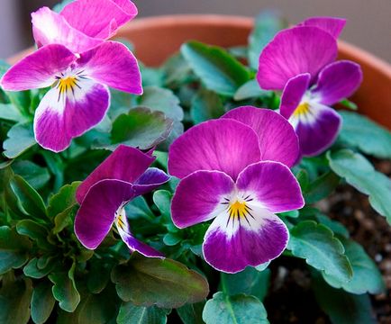 Violet Vitrokka crescând în sere, răsaduri, plantare și îngrijire foto - e-sănătate