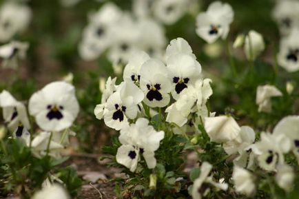 Violeta lui Violet