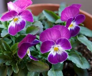 Árvácska Viola wittrokiana (wittrokiana) Árvácska viola wittrokiana