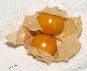 Cultivarea lui Physalis