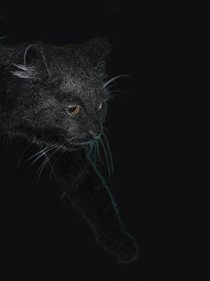 Fotó egy fekete macska az avatar