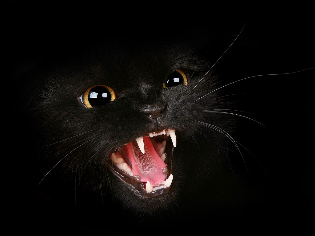 Fotografia unei pisici negre pe avu