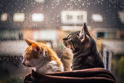 Fotografii de pisici în fața unei ferestre, în timpul unei ploi