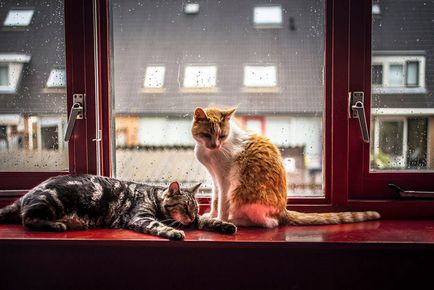 Fotografii de pisici în fața unei ferestre, în timpul unei ploi