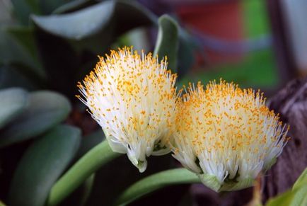 Гемантус (оленячий мову, кривавий квітка) догляд в домашніх умовах, фото, види