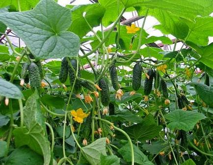 Tehnologia olandeză pentru cultivarea castraveților într-o seră