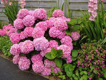 Hortensie de gradina, consultanta floristica