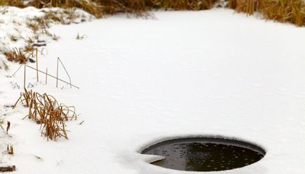 Se pregătește pentru frig - totul despre iernarea peștilor și plantelor, gospodăria