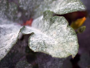 Gombás betegségek szobanövények - kezelés és tünetek, betegséget okoz színek