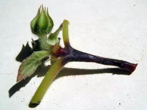 Afecțiuni fungice ale plantelor de interior - tratament și simptome, cauze ale bolilor de flori