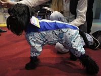 Hurtta - finn ruházat kutyák számára már kaphatók!
