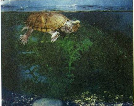 Az iszap és sternotherus (az akvarista) - a világ a teknősök (teknős) Az iszap és sternotherus (az akvarista) - a világ a teknősök