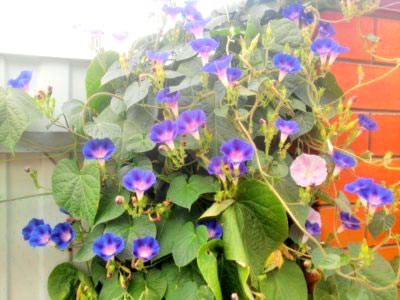 Morning Glory ültetés és gondozás nyílt földön transzplantáció reprodukció