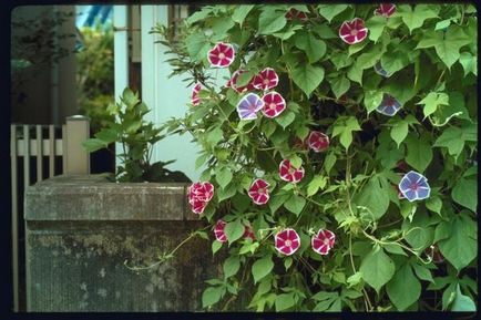 Ipomea - cultivare, reproducere, plantare, îngrijire, boli, dăunători, specii (multe fotografii)