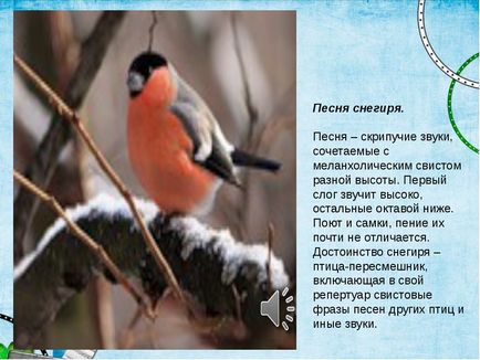 Дослідницька робота - де проводять літо снігурі