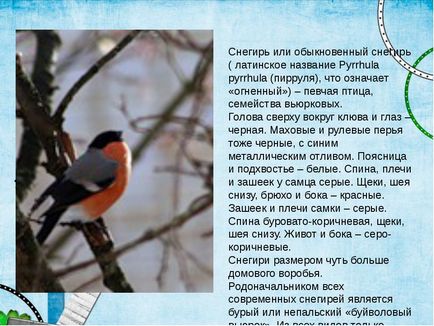 Дослідницька робота - де проводять літо снігурі