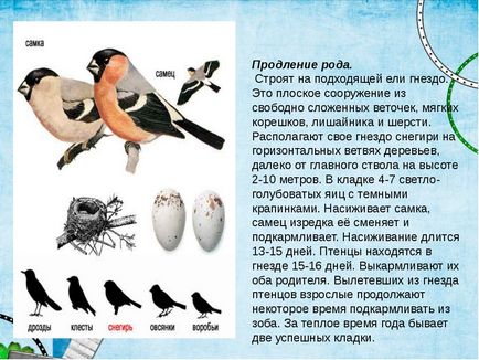 Дослідницька робота - де проводять літо снігурі