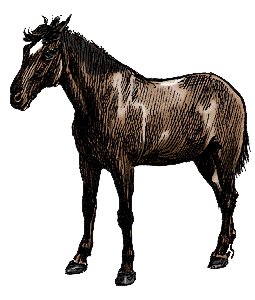 Історія пораненого коня - картинка 114301-7