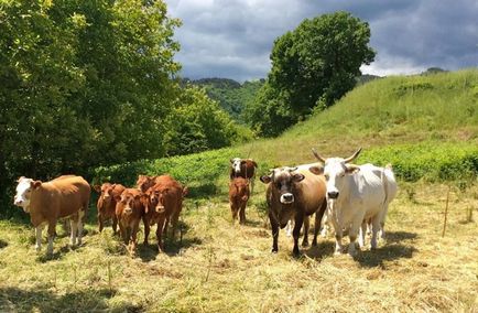 Carne de vită italiană 10 cele mai bune soiuri care au cucerit lumea - italia în rusă