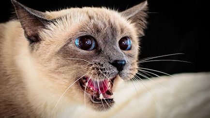 Вивчаємо характер сіамської породи кішок - блог ветклініки - Беланта